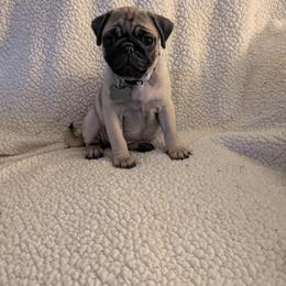Pug Puppies from Lisa's Pugalicious Pugs