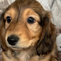 Dachshunds from JV’s Dachshunds & Creams