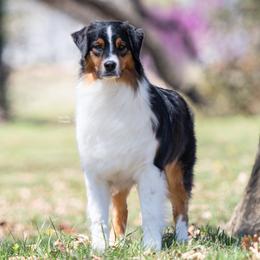 Australian Shepherds from Lightning Round Aussies