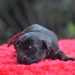 Red collar female - Sable female German Shepherd puppy in Marianna, Florida from Haus M Godwin
