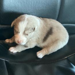 Jasper - Red merle male Australian Shepherd puppy in Brownfield, Maine from Misty Feather Aussies