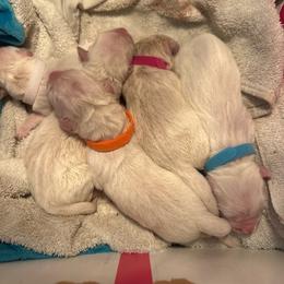 Boy 2 - Light golden male Golden Retriever puppy in Orland, California from Brownfield’s English Cream Golden Retrievers