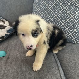 Groot - Blue merle male Australian Shepherd puppy in Franklinton, Louisiana from Cottonwood Farms Australian Shepherds