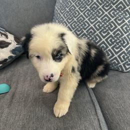 Groot - Blue merle male Australian Shepherd puppy in Franklinton, Louisiana from Cottonwood Farms Australian Shepherds