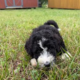 Dior with training - Black and white female Bernedoodle puppy in Boonville, North Carolina from Doods & Dolls