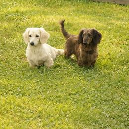 Dachshund puppies from Golden Paws Dachshunds