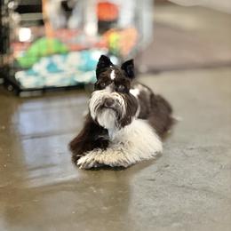 Polly - Miniature Schnauzer