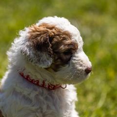 Bernedoodle, Saint Berdoodle, and Sheepadoodle Puppies from Yankee Doodle Puppies