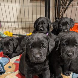 Labrador Retriever Puppies from Linderman Labs