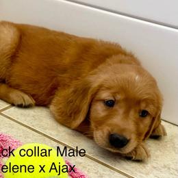 Black collar male - Dark golden male Golden Retriever puppy in Yucaipa, California from Blessed Goldens