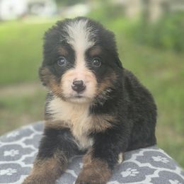 Shania - Black rust and white female Bernese Mountain Dog puppy in Argyle, Iowa from Sugar Creek Kennels