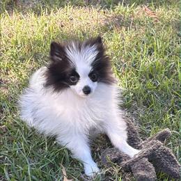 AKC Max - Teddy Bear - Black parti male Pomeranian puppy in Byron, Georgia from Tracys Pom Palace