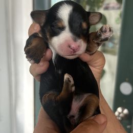 Whoodle Maggie is 6 days old - Brown female Whoodle puppy in Crawford, Colorado from Saddle Mountain Doodles