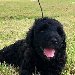 Labradoodle Puppies from Seventh Heaven Labradoodles