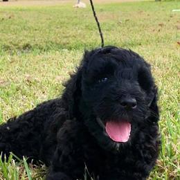 Labradoodle Puppies from Seventh Heaven Labradoodles