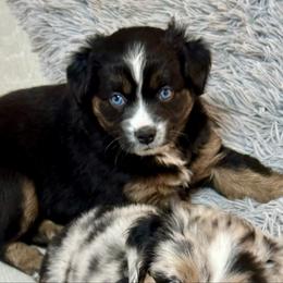 Mistletoe Blue Eyes - Black tri female Miniature Australian Shepherd puppy in Charlestown, Indiana from Forever Aussies and A Doodle