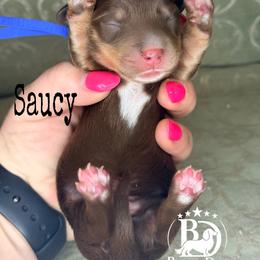 Saucy - Chocolate and cream male Dachshund puppy in Lexington, Oklahoma from BooneDox Miniature Dachshunds