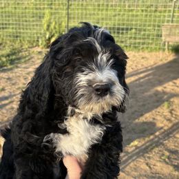 Aussiedoodles, Australian Shepherds, and Poodles from Barefoot Kennel