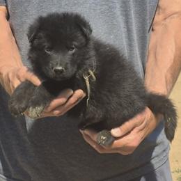 Boy 1 Mint - Black male German Shepherd puppy in Lake George, Colorado from High Country German Shepherds