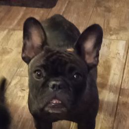 EBONY - French Bulldog