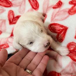 Celine - White female Schnoodle puppy in Warrensburg, Missouri from Dreamer Ridge Puppies