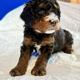 Tri Color Male 1 - Tri-color male Bernedoodle puppy in Anchorage, Alaska from Cascade Country Doodles