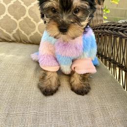 Shih Tzu and Yorkshire Terrier Puppies from For The LUV of Pups