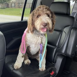 Hazel - Aussiedoodle