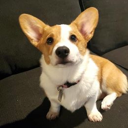 Pembroke Welsh Corgi Puppies from South Texas Blue Collar Corgis