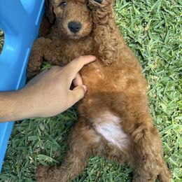 Biscuit - Blue Collar - Red  male Goldendoodle puppy in Arcadia, California from Ginger Doodles