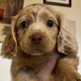 Dachshunds from ESK’s River Valley Mini Doxies