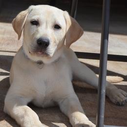 Labrador Retriever puppies from Badland Kennel