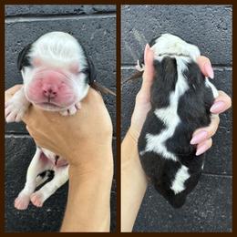 Brown - Mahogany and white male Saint Bernard puppy in Ladysmith, Wisconsin from Northwoods Saint Bernards