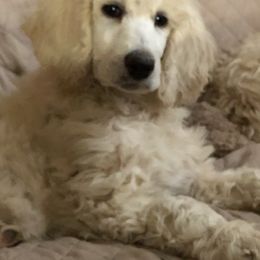 Australian Shepherd, Goldendoodle, and Poodle Puppies from Country Poos and Dos