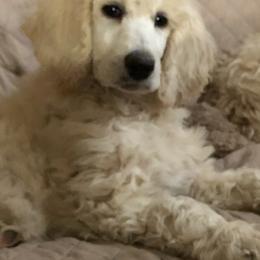 Australian Shepherd, Goldendoodle, and Poodle Puppies from Country Poos and Dos