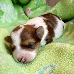 Piper - Parti male Yorkipoo puppy in Walla Walla, Washington from Linda Sherman