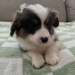 Slate - Blue male Pembroke Welsh Corgi puppy in Waco, Texas from The Comma Corgis