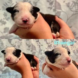 Rhaegar - White and seal male Border Collie puppy in Santa Cruz, California from Von Guadachi German Shepherds & Audacity Border Collies