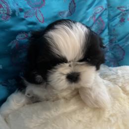 GIRL 3 - Red and white female Shih Tzu puppy in Centralia, Washington from FRUFFLES SHIH TZUS