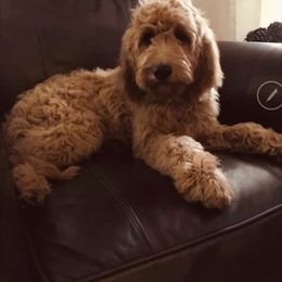 Andie - Goldendoodle