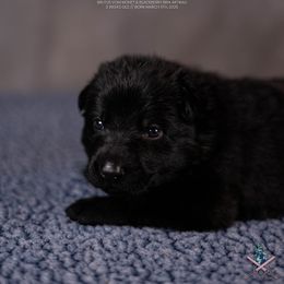 Astrid - Black German Shepherd puppy in Chestnut, Illinois from Kriegerseele