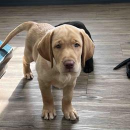 Labrador Retriever Puppies from Branley's Riverside Labradors