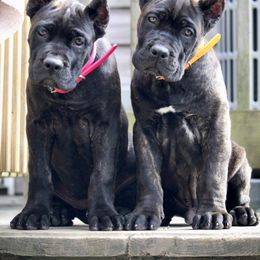 Cane Corso Puppies from Coastal View Kennels