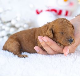 Nova - Red  female Poodle puppy in Fort Myers, Florida from Blossom Paws