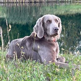 Crazy Yuri - Long Haired Weimaraner