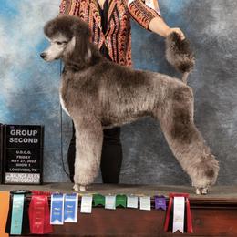 Poodles from Queen Amidala Poodles LLC