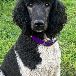Ada Rae - Poodle