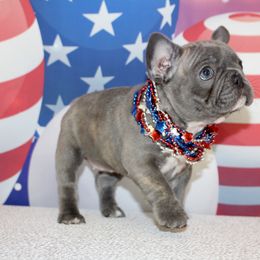 French Bulldog Puppies from 5th Avenue French Bulldogs