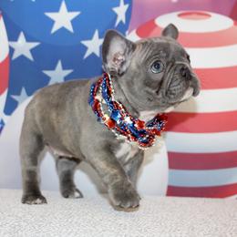 French Bulldog Puppies from 5th Avenue French Bulldogs