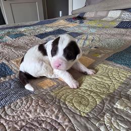 Ziggy - Brown and white male Portuguese Water Dog puppy in Indianola, Utah from Mlee puppies